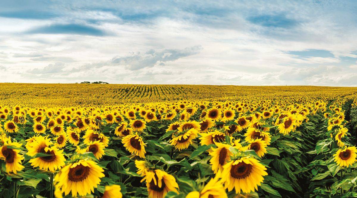 A napraforgó ára is zuhan a piacokon