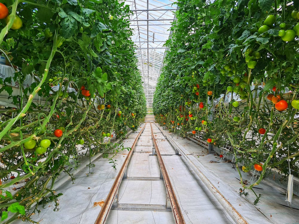 Jóváhagyták az üvegházban és fóliasátorban történő paradicsomtermesztés támogatásának 2023-as programját!