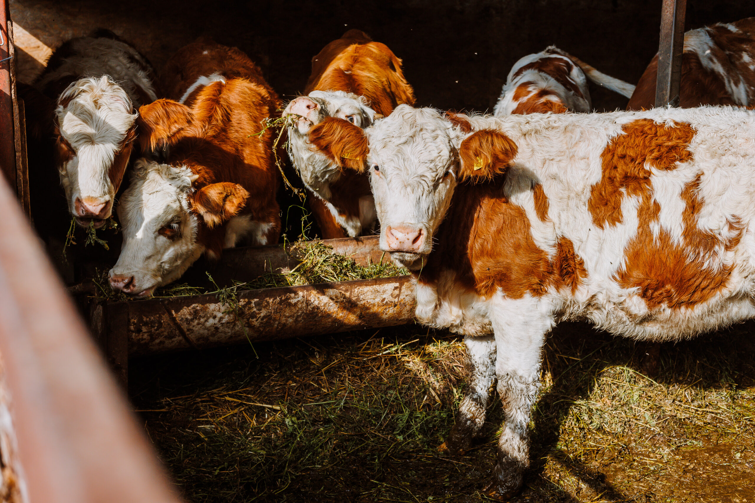 Akár 900 euró támogatást is kaphatnak az állattenyésztéshez biotechnológiát alkalmazók!