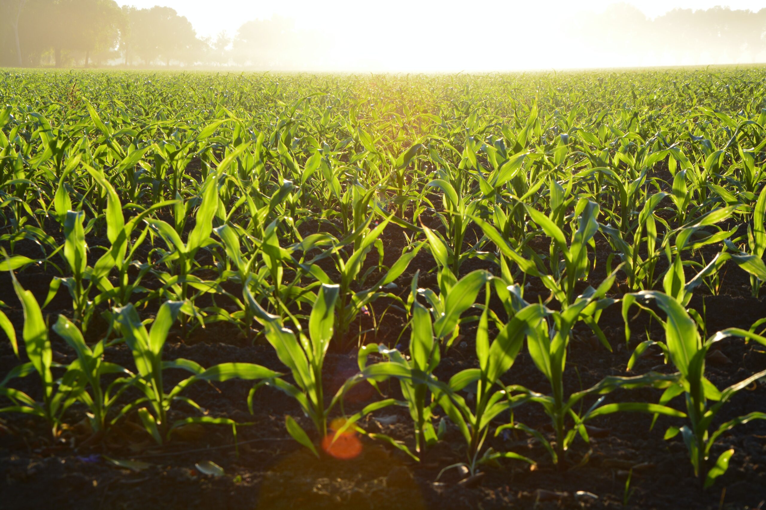 APIA-támogatások – szigorodó ellenőrzések