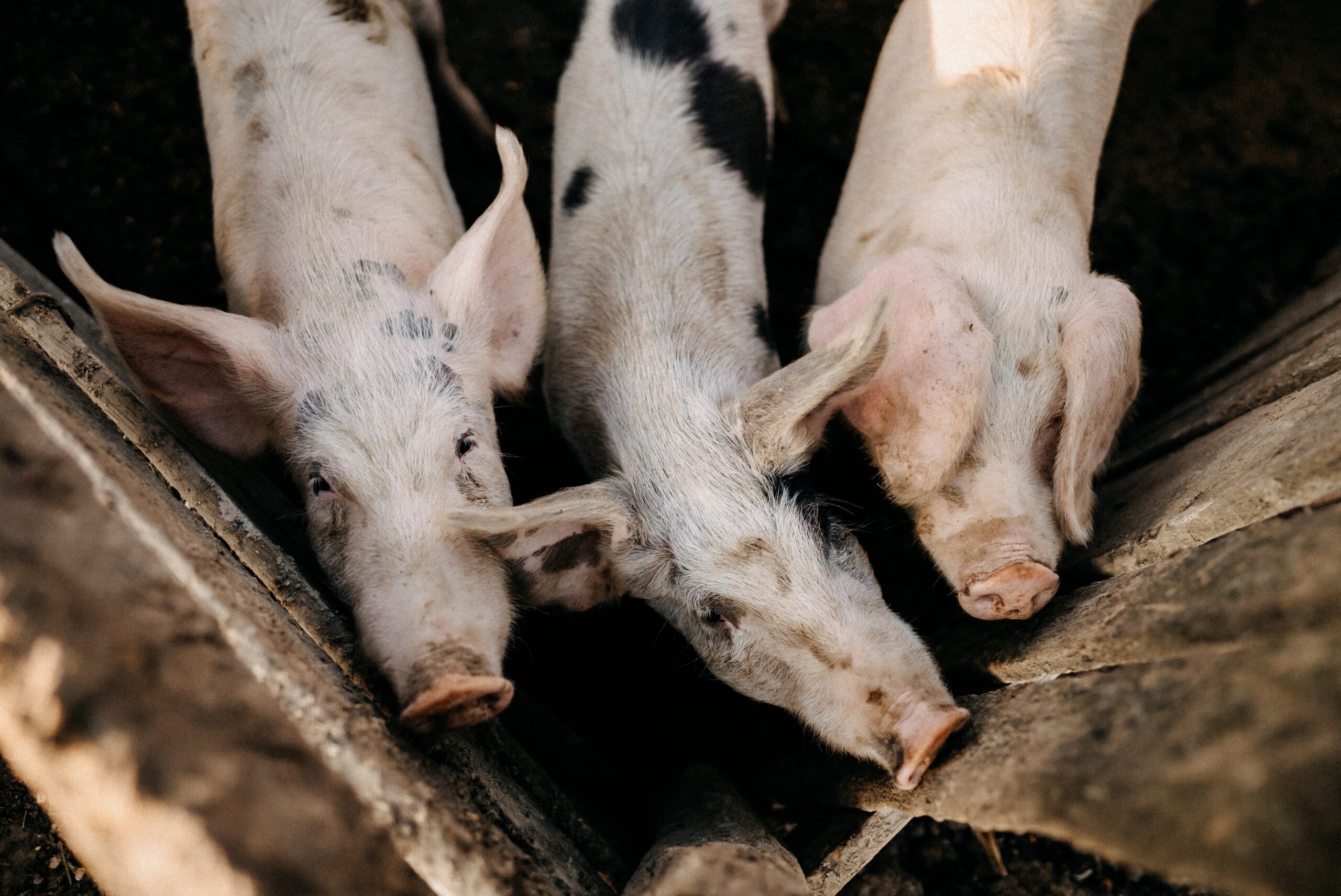 Véget vetnek a háztáji sertéshús-forgalmazásnak?