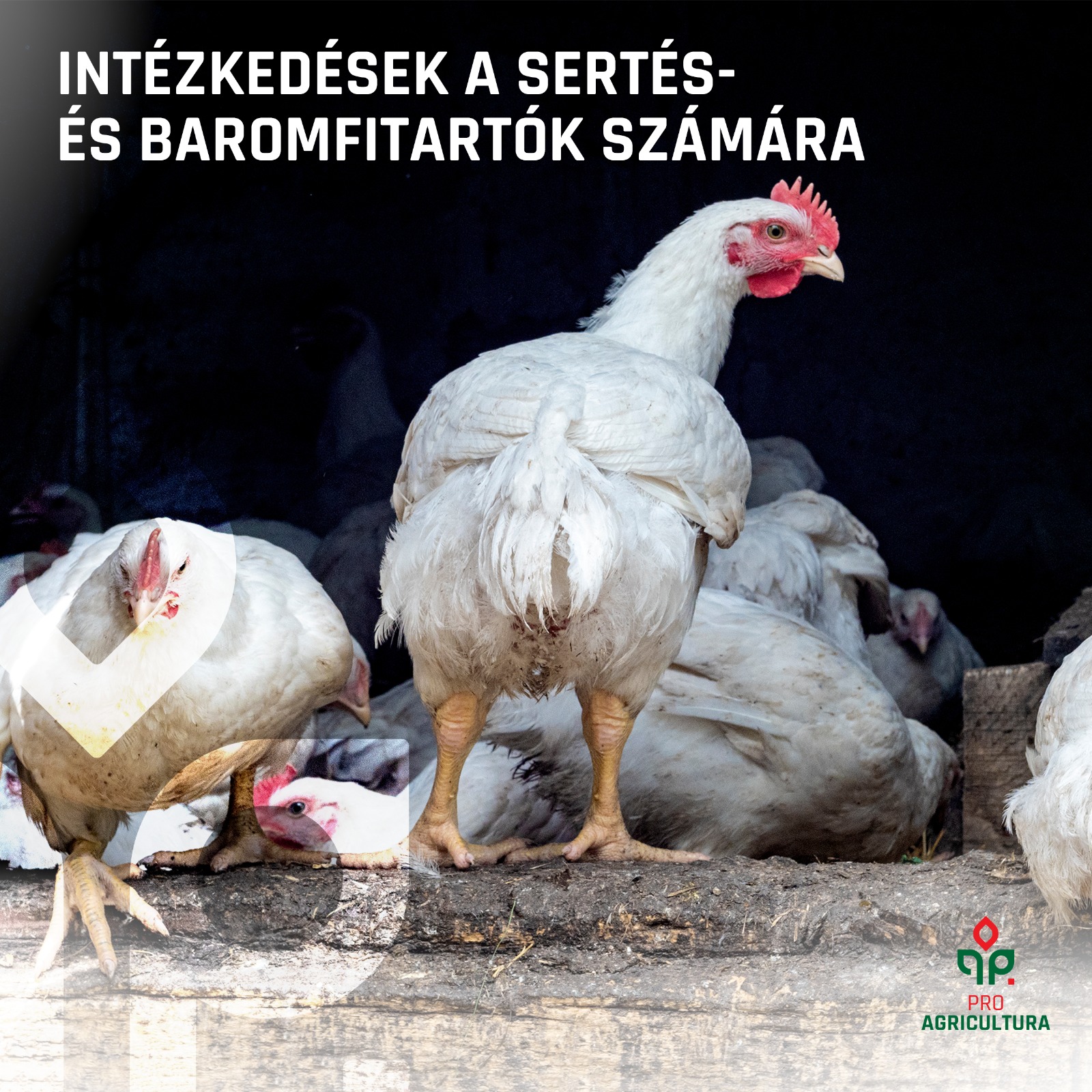Intézkedések a sertés- és baromfitartók számára
