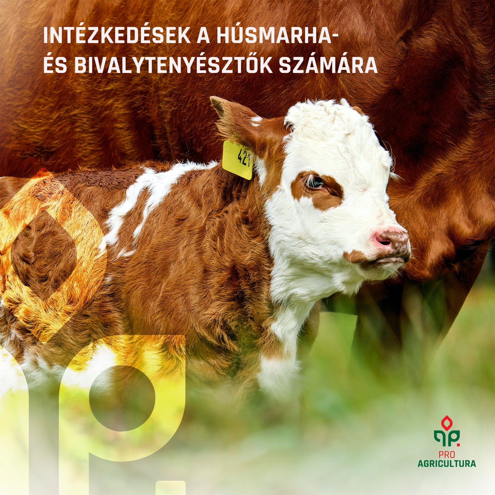 Intézkedések a húsharma- és bivalytenyésztők számára