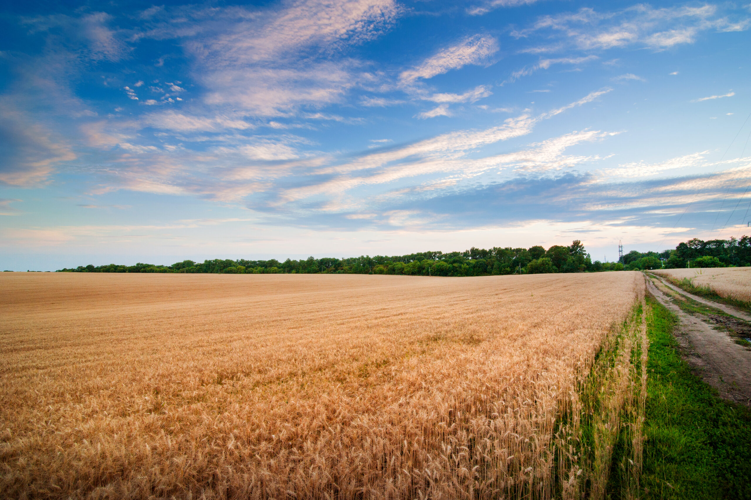 A globális gabonapiac mozgása: Az erős euró árnyomása alatt