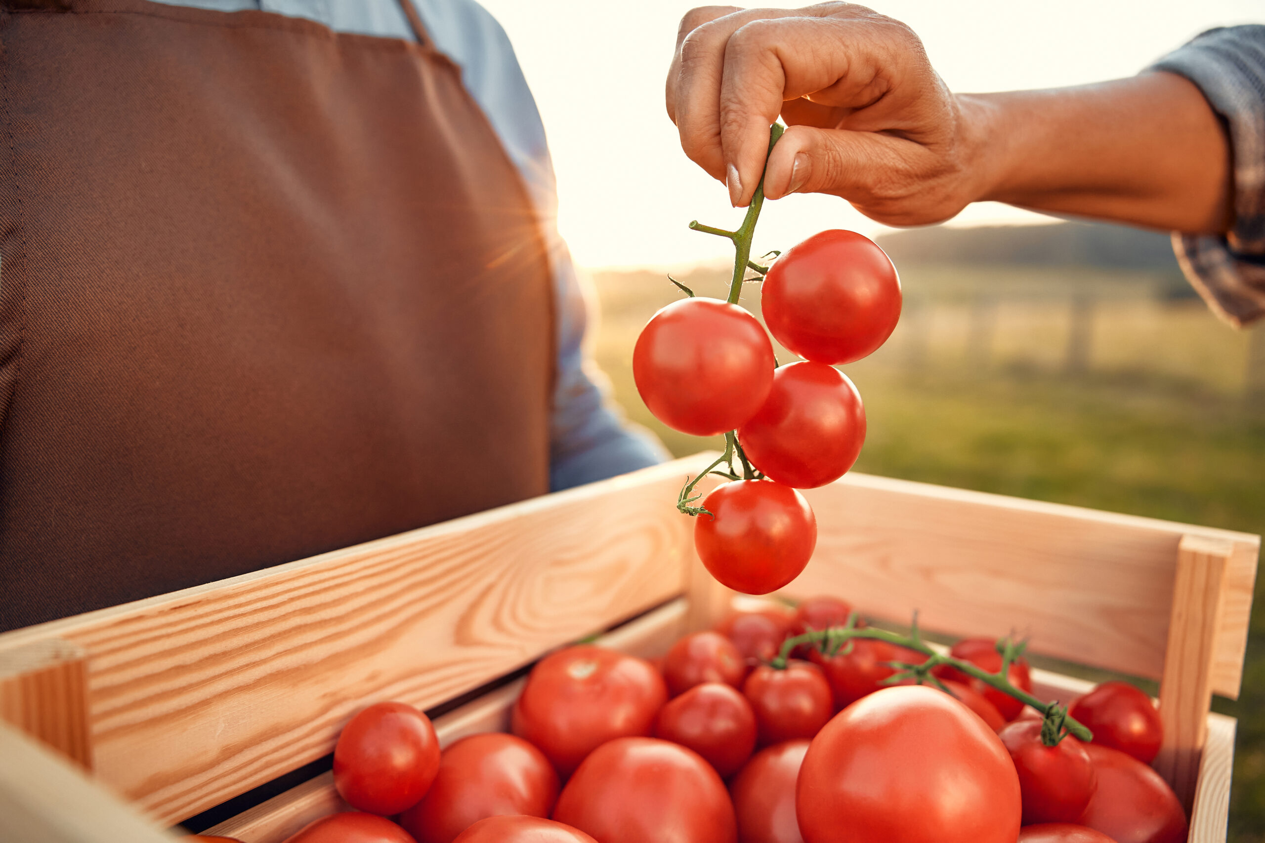 A Paradicsomprogram 2025-ben – kifizetések, feltételek, legújabb fejlemények