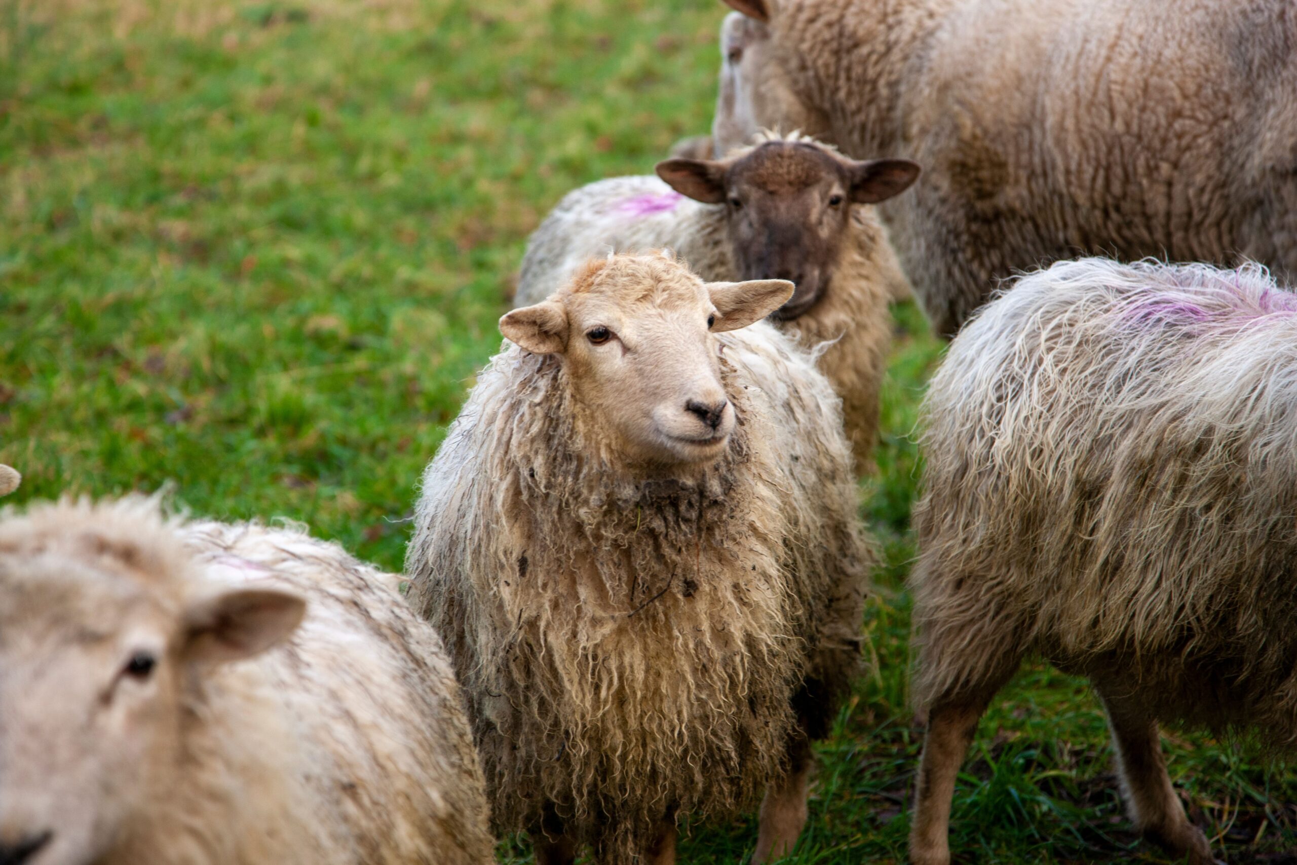 A Hunyad megyei Perillán idén nem tartják meg a hagyományos juhvásárt a kiskérődzők pestisjárványa miatt