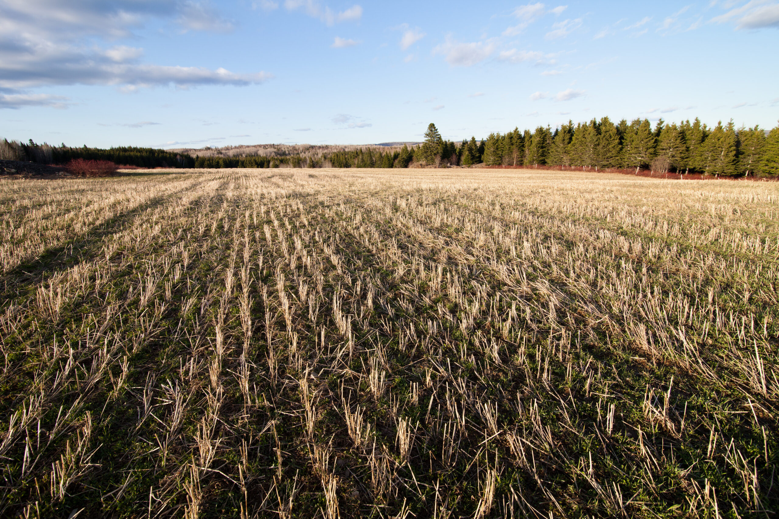 APIA 2026 támogatások – az ANT hektáronkénti összegei. Jelentős csökkenés a szántóföldi alaptámogatásnál