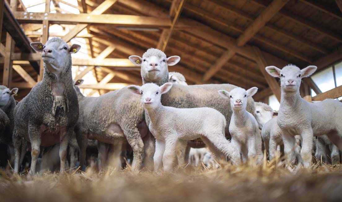 Kiskérődzők pestises megbetegedése: újabb fejlemények