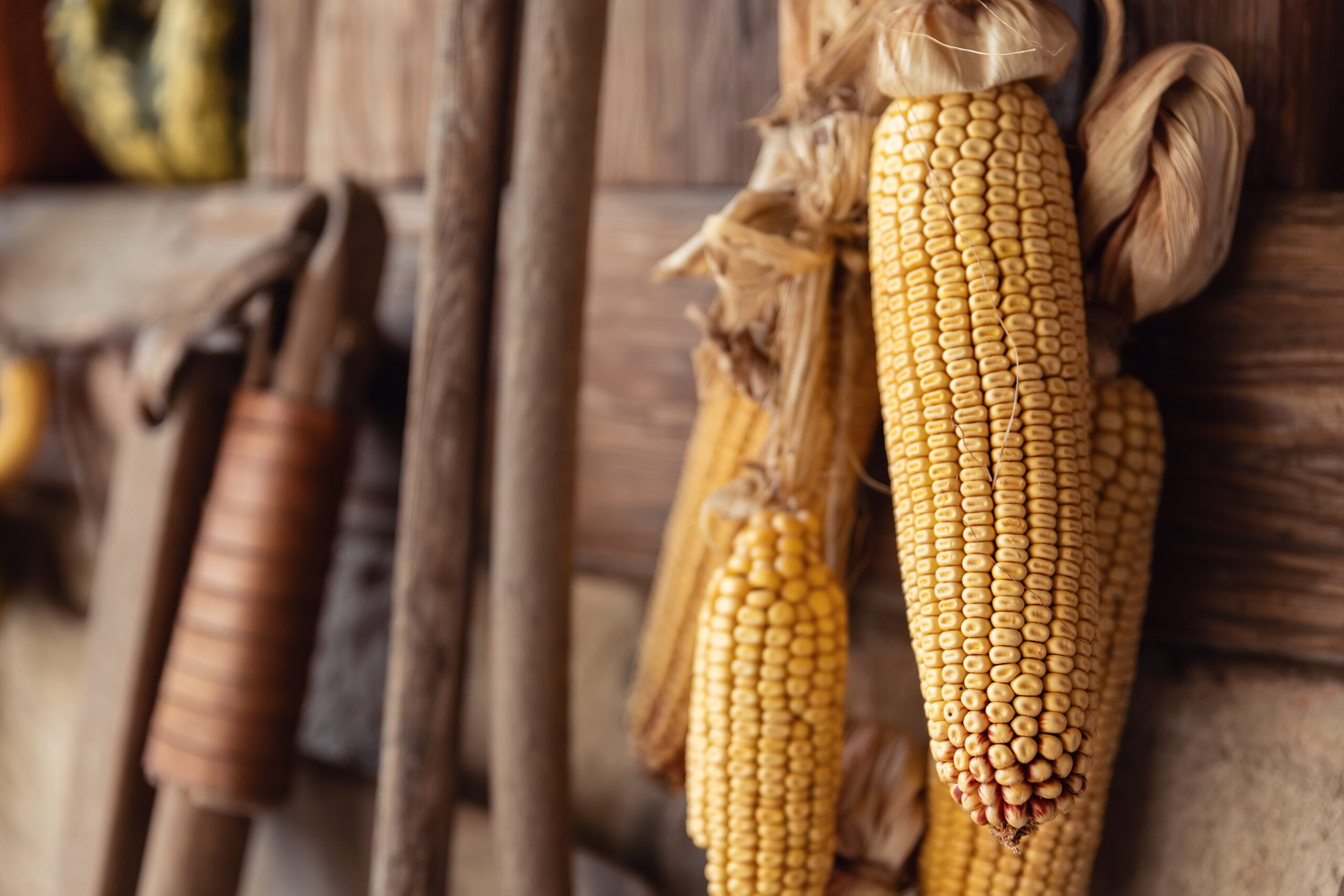A silókukorica támogatására szánt APIA-kifizetés még mindig zárolva van