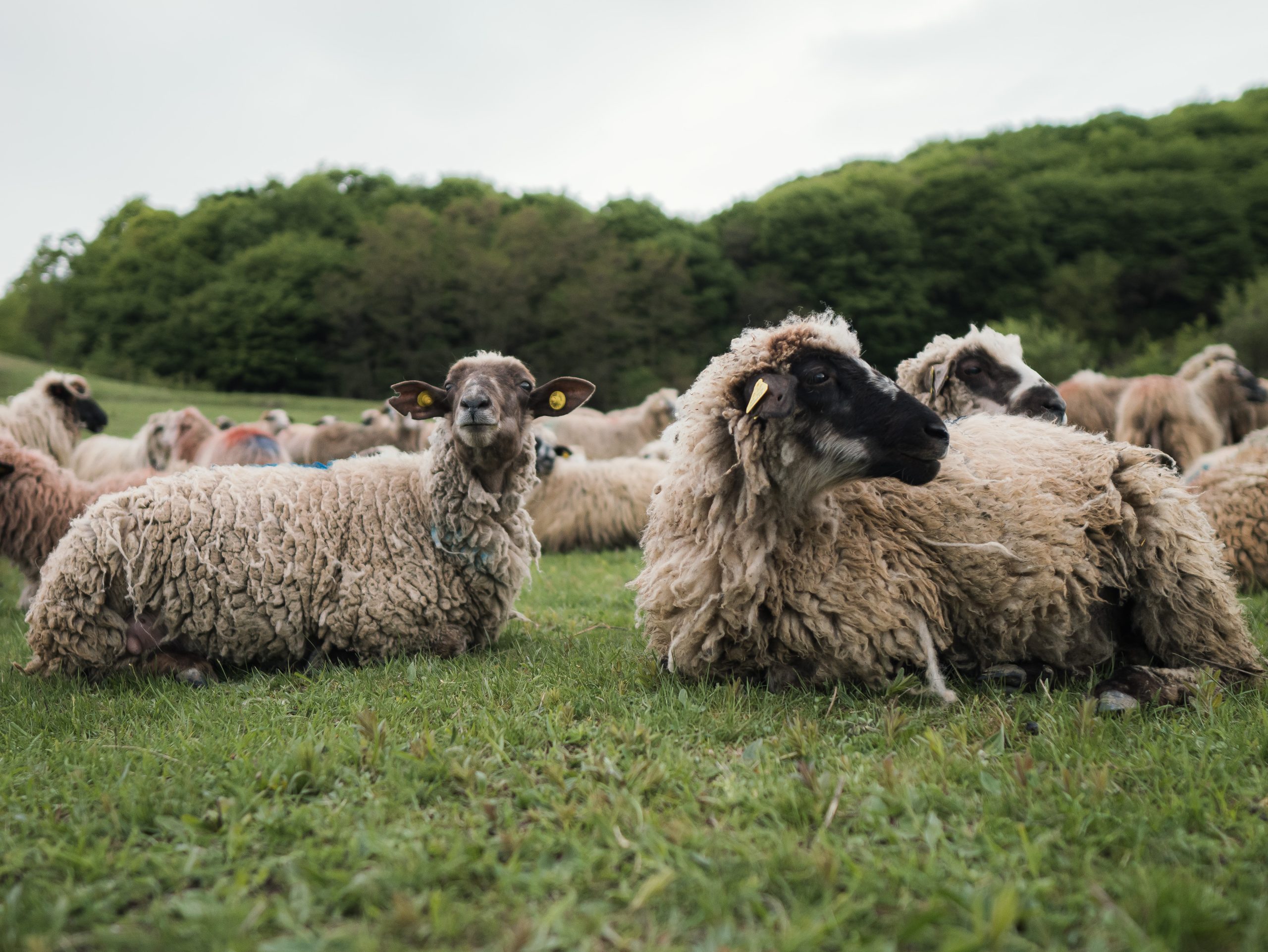 Úgy néz ki, hogy sikerül visszaszorítani a kiskérődzők pestisjárványát. Kötelező dokumentum az állatok szállításához
