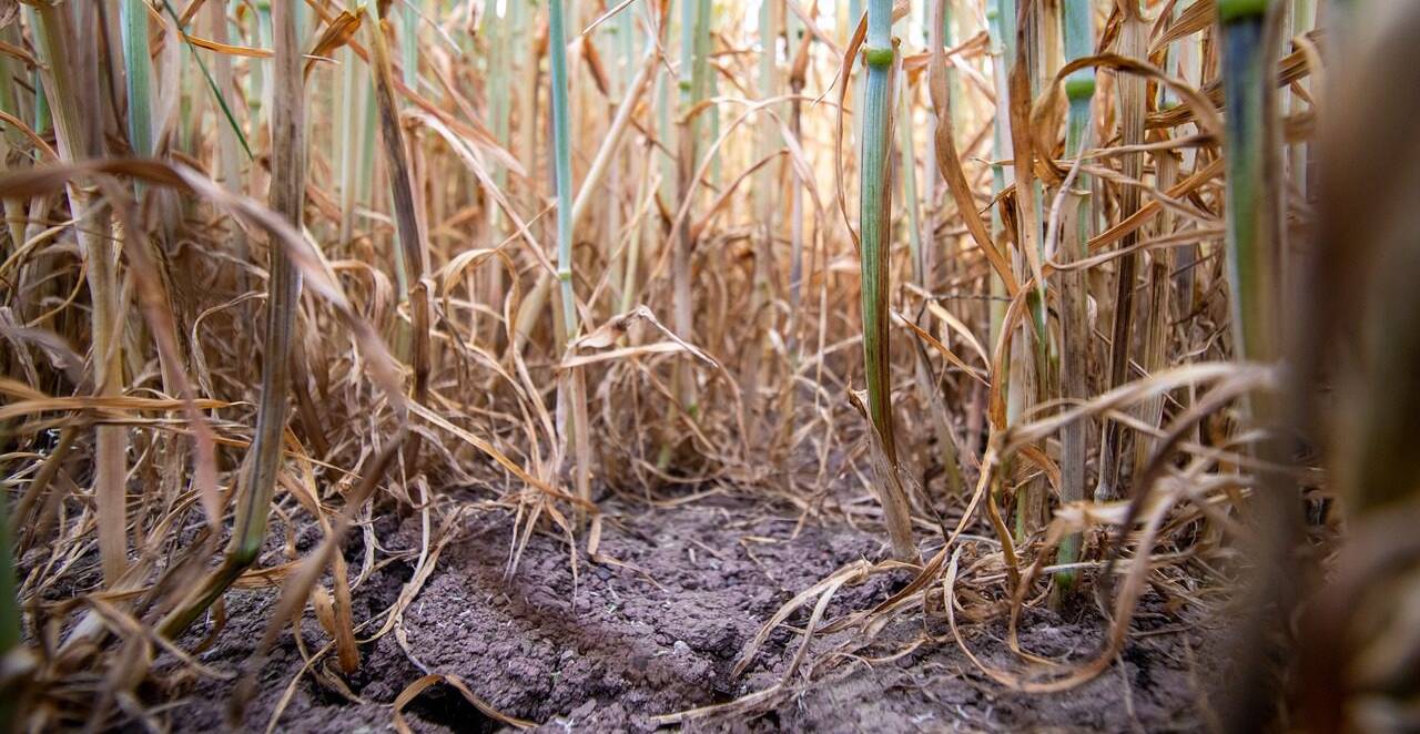 A szélsőséges időjárás eurómilliárdos károkat okoz az európai gazdáknak. Van-e megoldás?