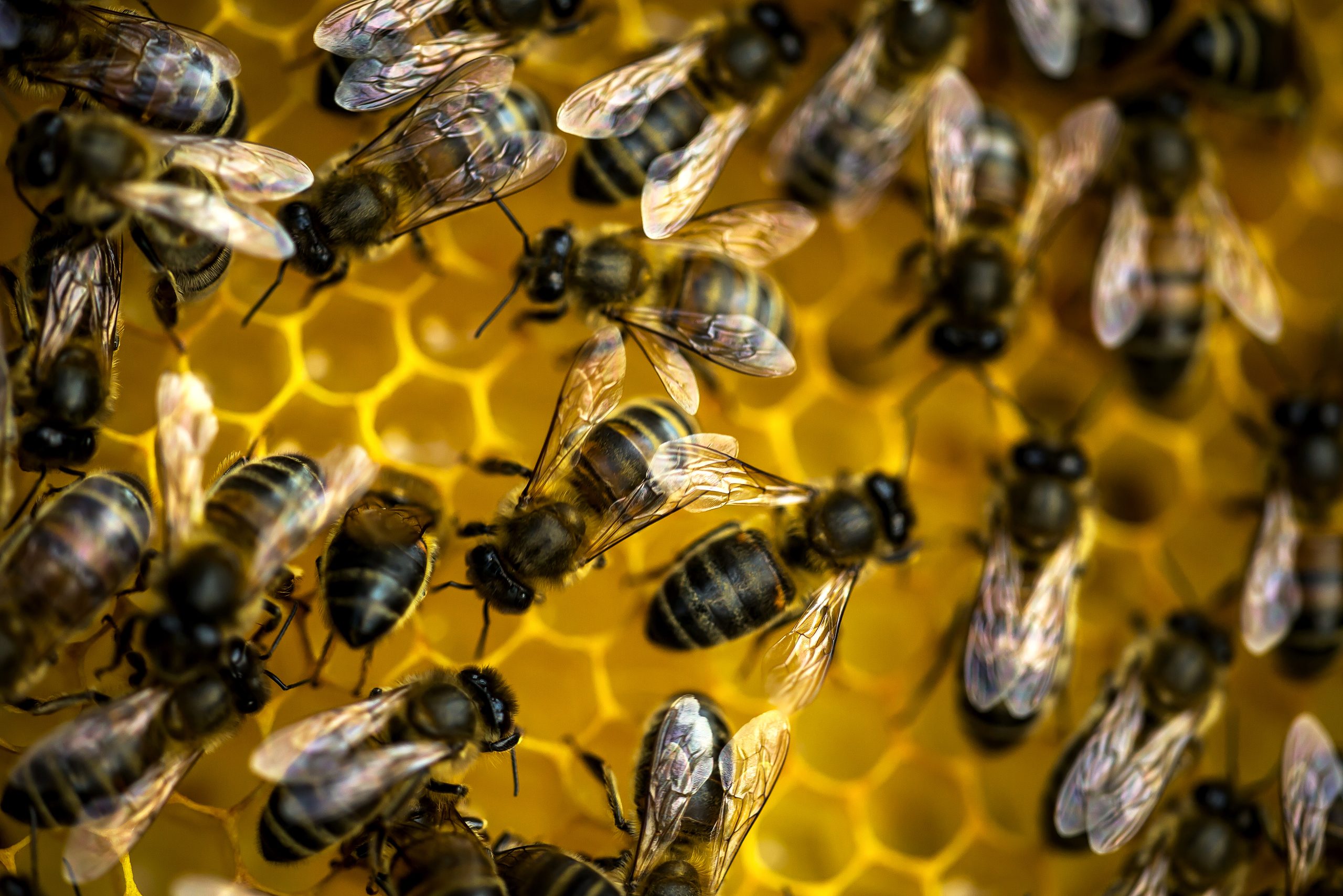 Újabb botrány az agrártámogatások körül: tömeges házkutatások APIA-s csalások ügyében