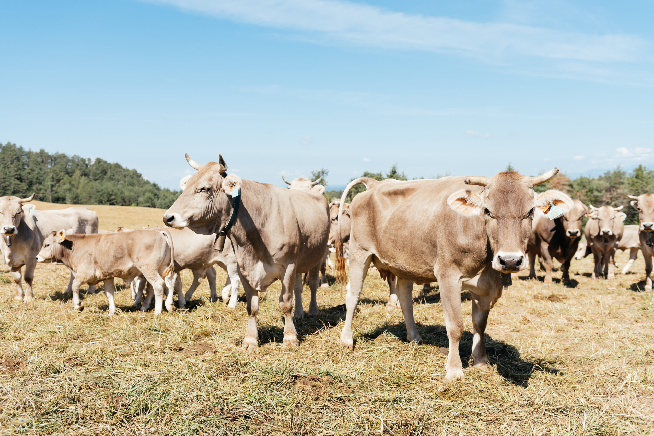 Jó hír az állattenyésztőknek: az APIA megkezdte a PD-27 támogatás utalását!