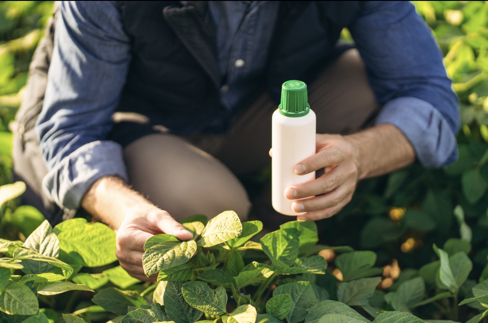 Összefoglaló a növényvédő szerek romániai szabályozásáról szóló 53/2025. sz. sürgősségi kormányrendeletről