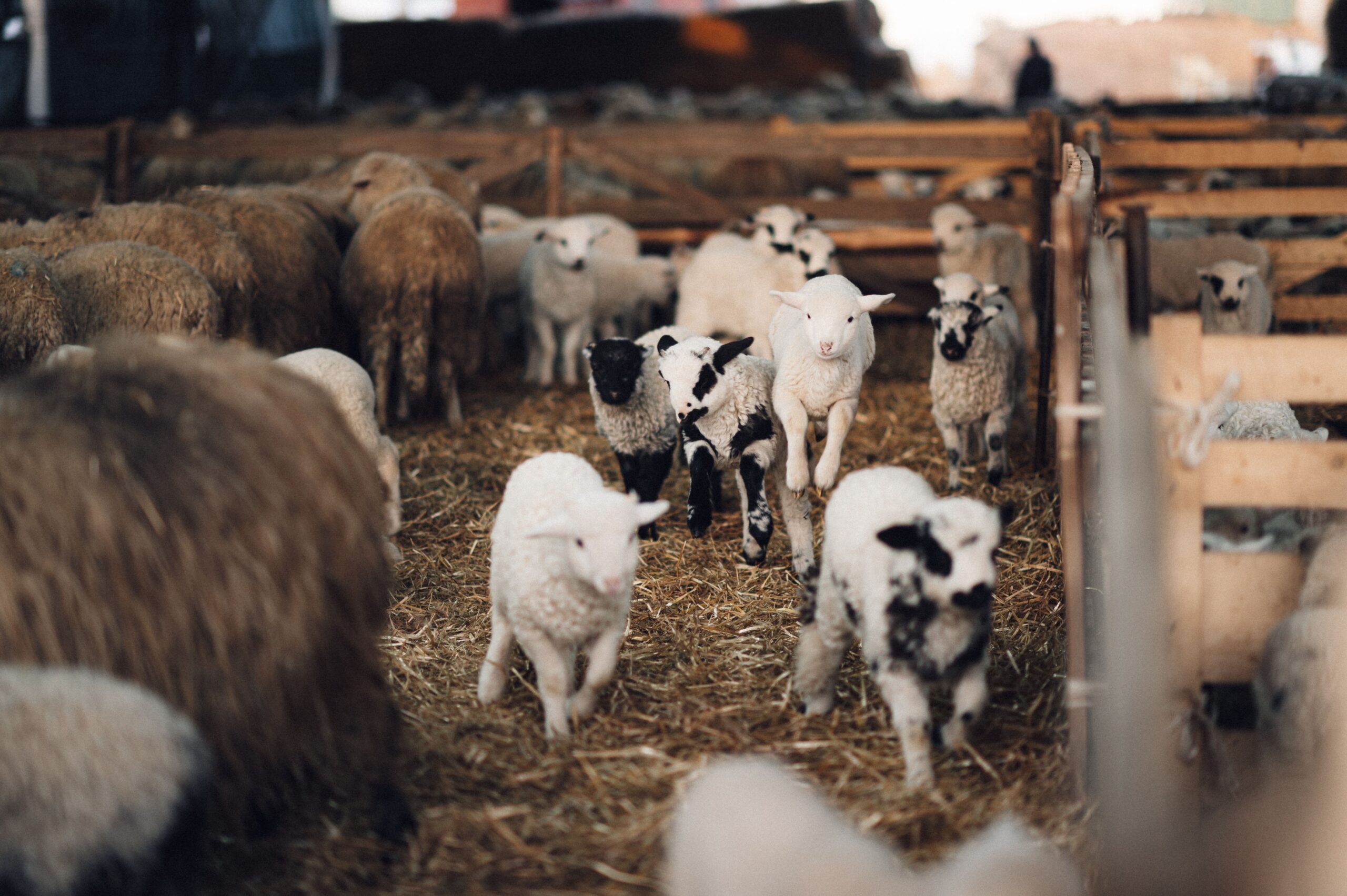 Teljes APIA-támogatás – vis maior esetek
