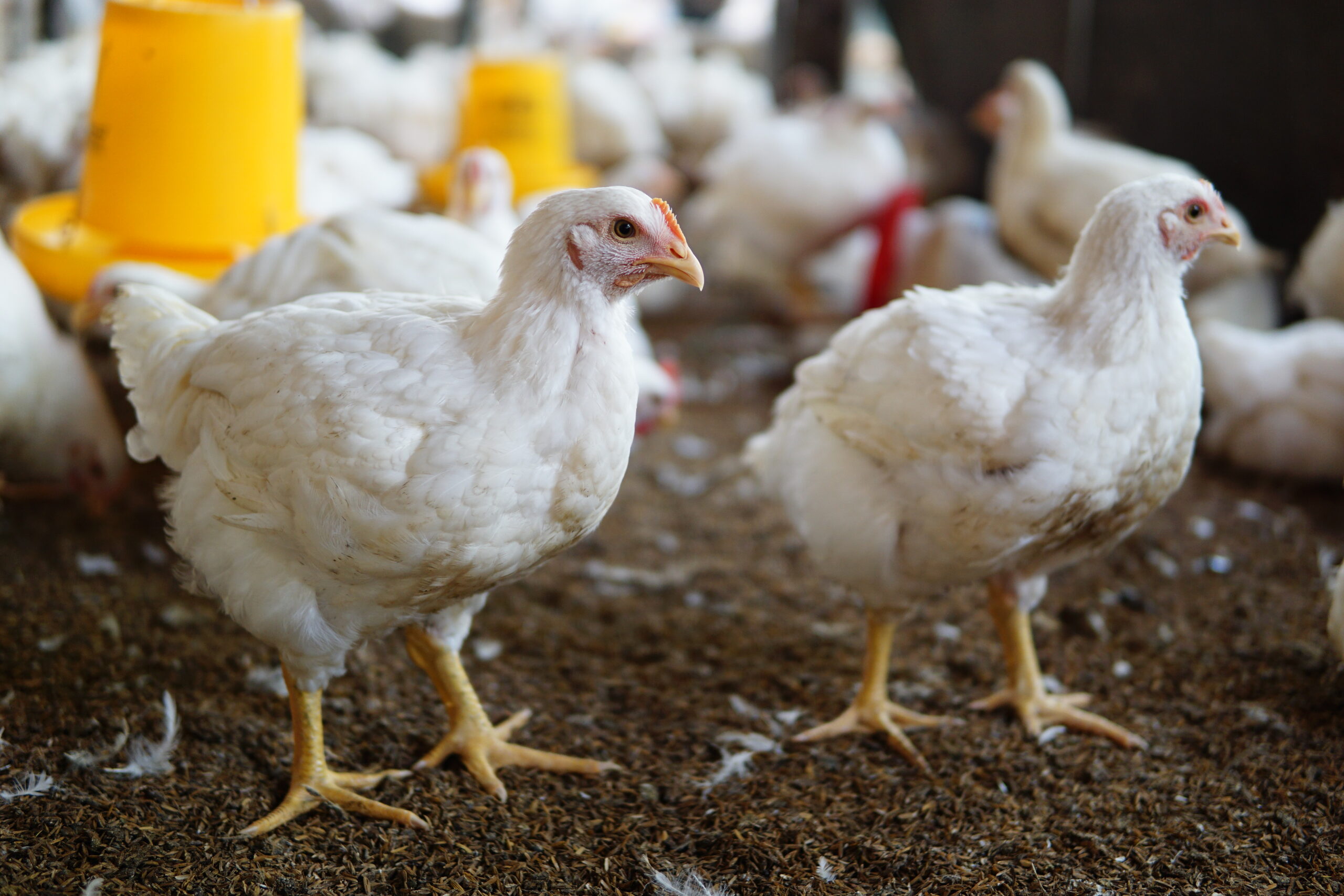 Salmonella-botrány árnyékolja be az EU–Mercosur megállapodás első brazil baromfiimportját